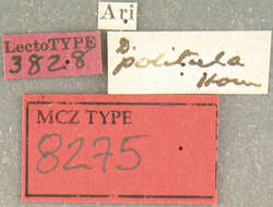 Image of Disonycha politula Horn 1889