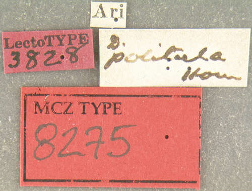 Image of Disonycha politula Horn 1889