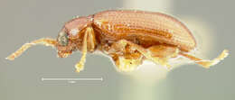Image of Crepidodera longula Horn 1889