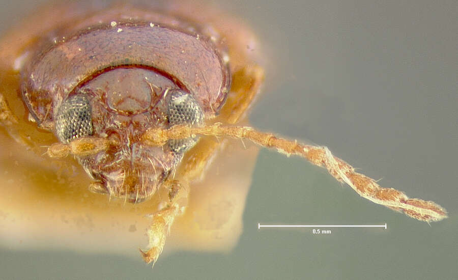 Image of Crepidodera longula Horn 1889