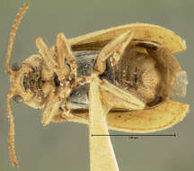 Image of Monoxia debilis J. L. Le Conte 1865