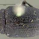 Image of Colaspis nigrocyanea Crotch 1873