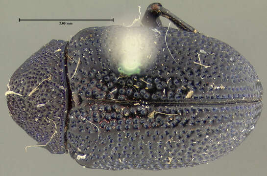 صورة Colaspis nigrocyanea Crotch 1873