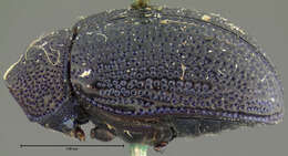 Image of Colaspis nigrocyanea Crotch 1873