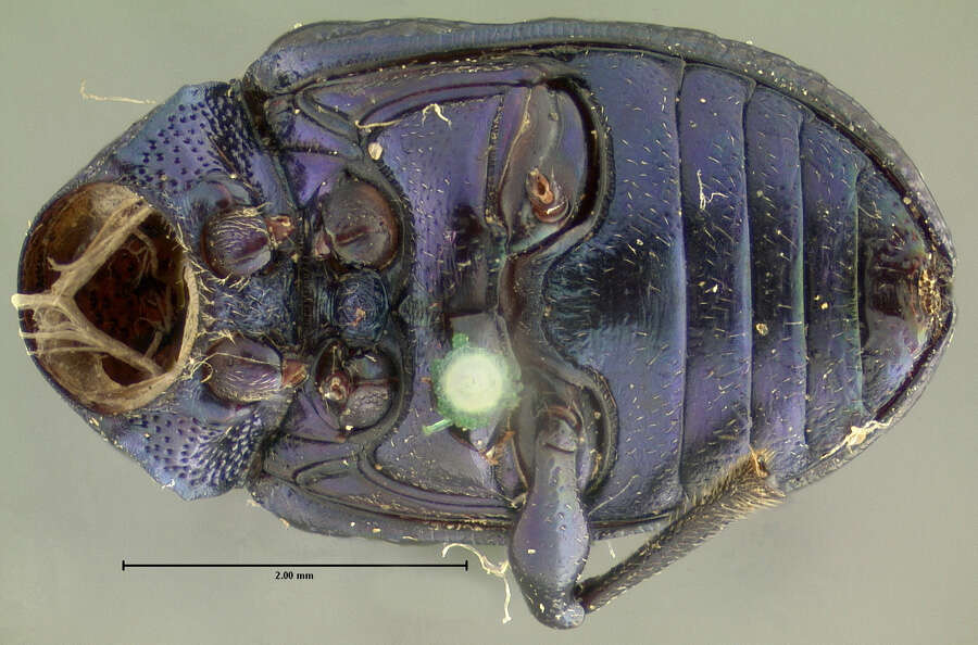 Image of Colaspis nigrocyanea Crotch 1873