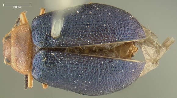 Image of Plagiodera (Plagiomorpha) arizonae Crotch 1873