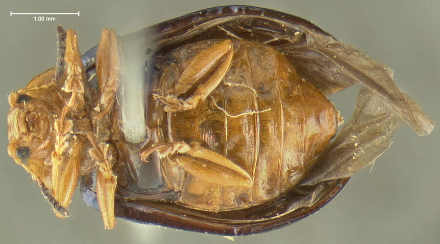 Image of Plagiodera (Plagiomorpha) arizonae Crotch 1873