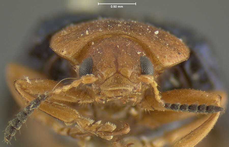 Image of Plagiodera (Plagiomorpha) arizonae Crotch 1873
