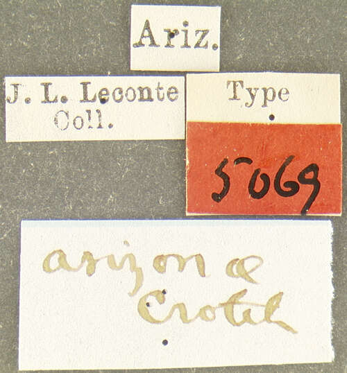 Image of Plagiodera (Plagiomorpha) arizonae Crotch 1873