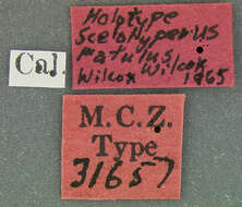 صورة Scelolyperus ratulus Wilcox 1965