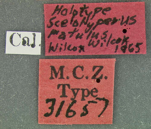 Image of Scelolyperus ratulus Wilcox 1965