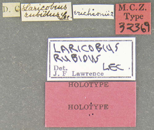 Image of Laricobius rubidus Le Conte 1861