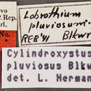 Image of Cylindroxystus pluviosus (Blackwelder 1943)