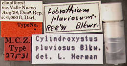 Image of Cylindroxystus pluviosus (Blackwelder 1943)