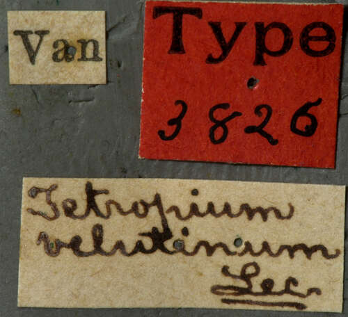 صورة Tetropium velutinum Le Conte 1869