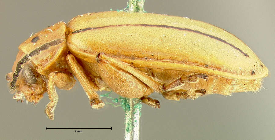 Image of Disonycha tenuicornis Horn 1889