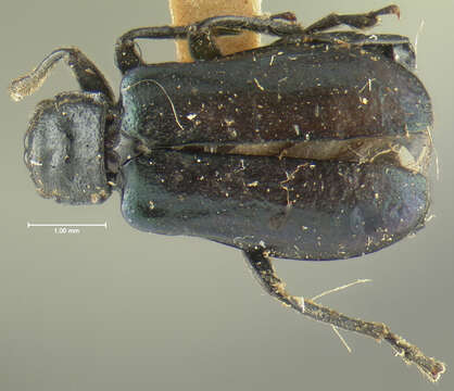 Слика од Phyllobrotica nigripes Horn 1893