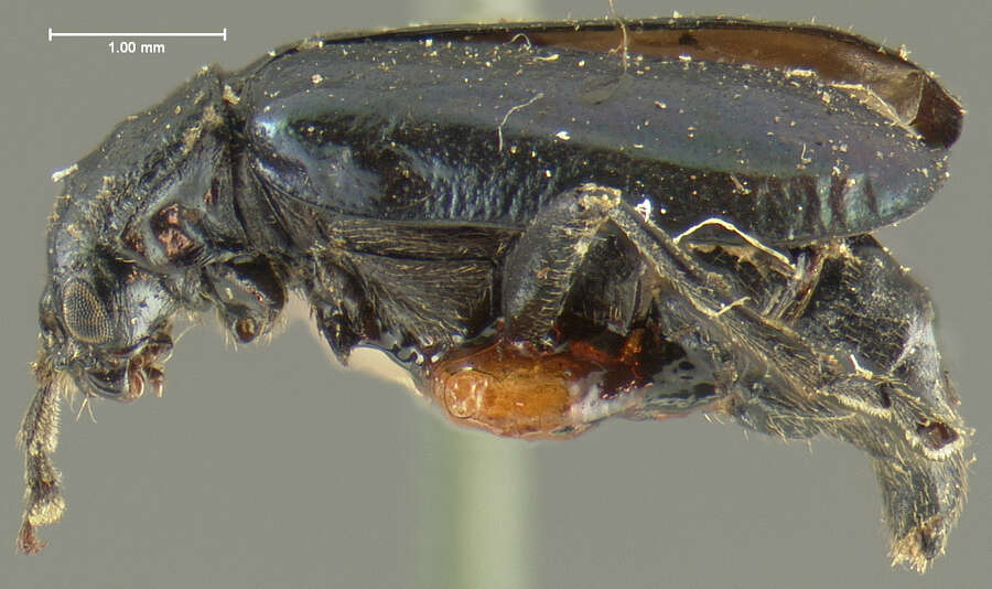 Image of Phyllobrotica nigripes Horn 1893