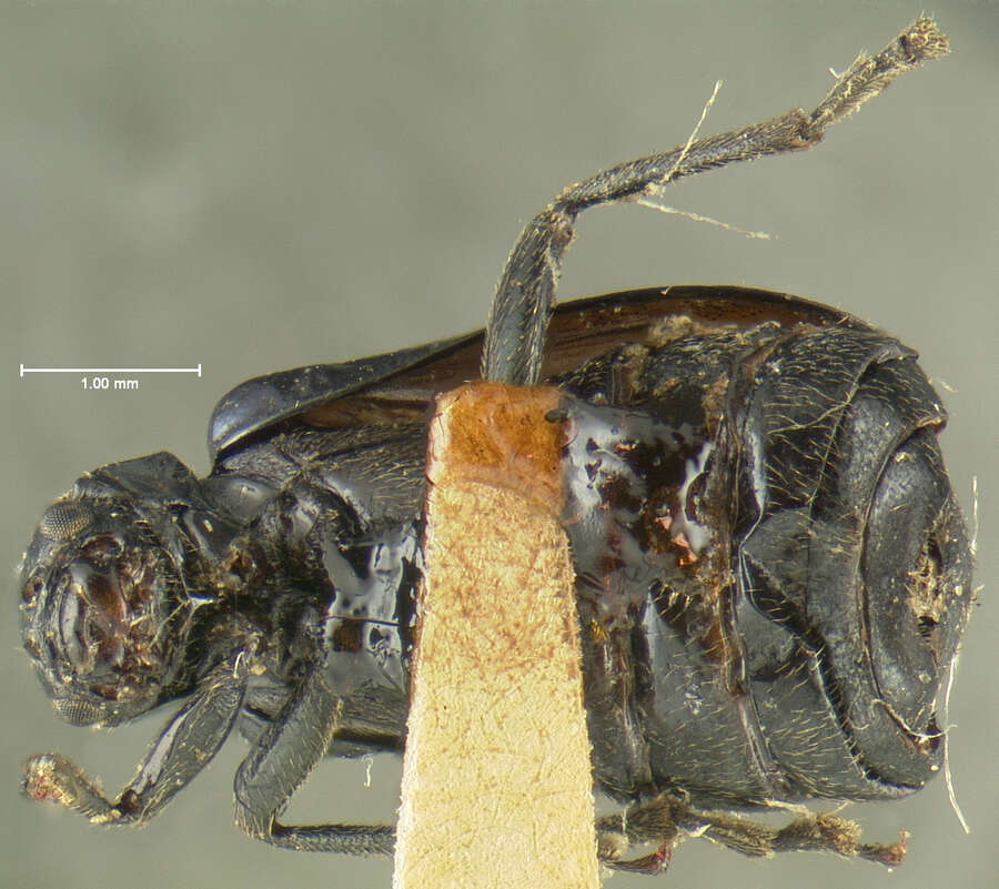 Image of Phyllobrotica nigripes Horn 1893