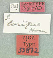 صورة Scelolyperus loripes Horn 1893