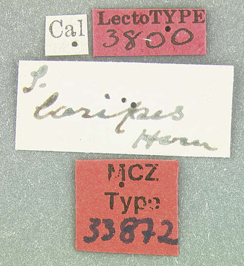 صورة Scelolyperus loripes Horn 1893
