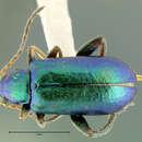 صورة Scelolyperus schwarzii Horn 1893