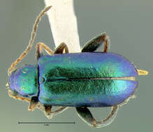 صورة Scelolyperus schwarzii Horn 1893