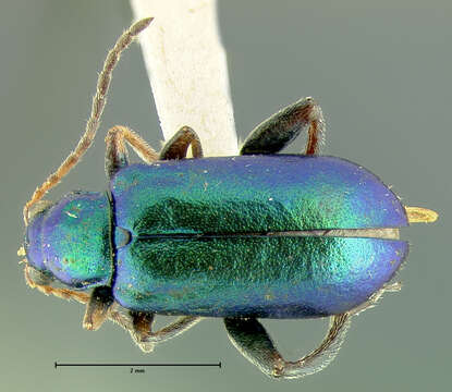 Image of Scelolyperus schwarzii Horn 1893