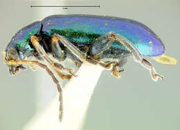 صورة Scelolyperus schwarzii Horn 1893