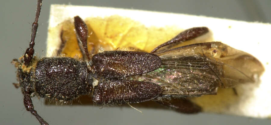 Image of Molorchus bimaculatus Say 1824