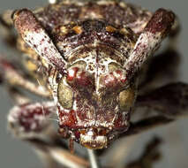 Image of Ponderosa Pine Bark Borer