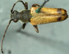 Image of Xestoleptura tibialis (Le Conte 1850)