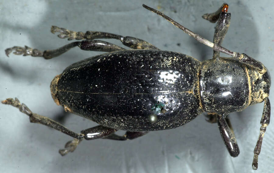 Image of Long-horned beetle