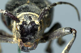 Image of Long-horned beetle