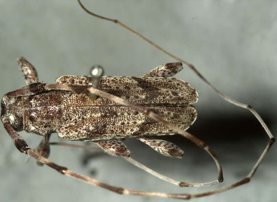 Acanthocinus obliquus (Le Conte 1862) resmi