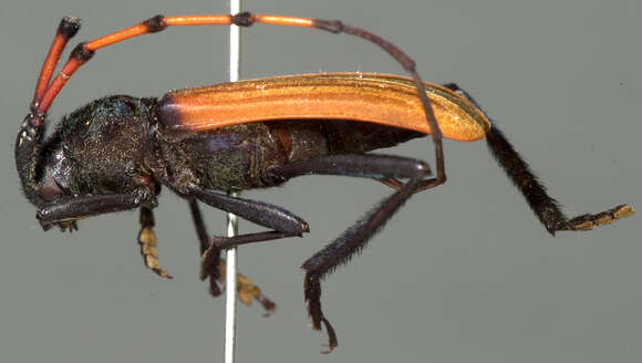 Image of Long-horned beetle