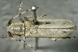 صورة Saperda inornata Say 1824