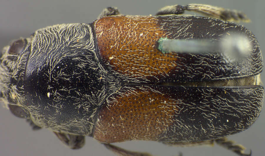 Image of Megalostomis (Pygidiocarina) subfasciata (J. L. Le Conte 1868)