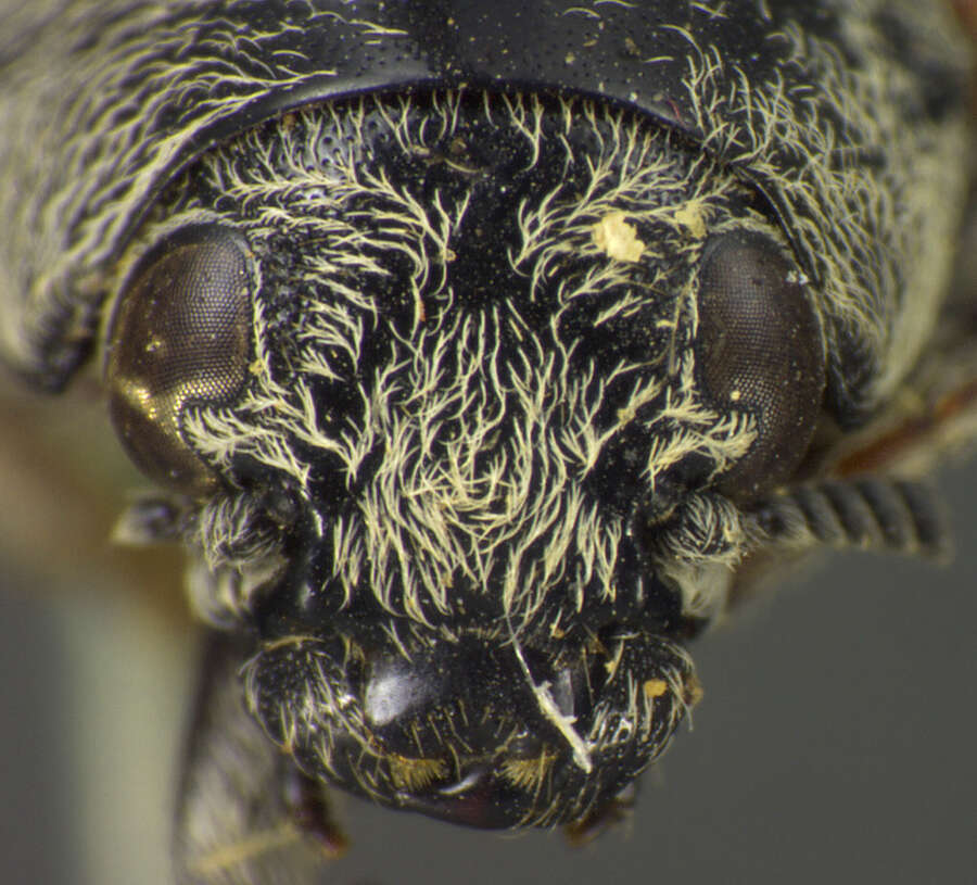 Image of Megalostomis (Pygidiocarina) subfasciata (J. L. Le Conte 1868)