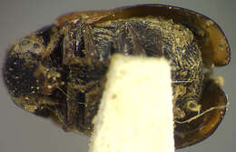 Image of Babia (Archaebabia) tetraspilota J. L. Le Conte 1858