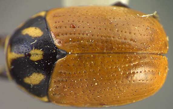 Image of Bassareus croceipennis J. L. Le Conte 1880