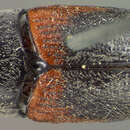 Image of Cryptocephalus mucoreus J. L. Le Conte 1859