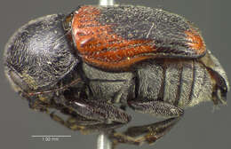 Cryptocephalus mucoreus J. L. Le Conte 1859 resmi