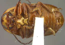 Image of Cryptocephalus castaneus J. L. Le Conte 1880