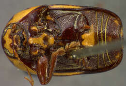 Cryptocephalus cribripennis J. L. Le Conte 1880 resmi