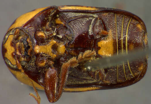 Cryptocephalus cribripennis J. L. Le Conte 1880 resmi