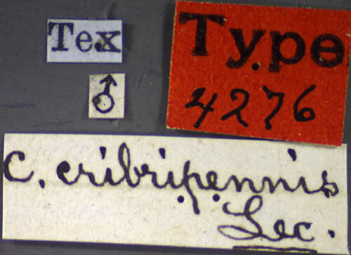 Cryptocephalus cribripennis J. L. Le Conte 1880 resmi
