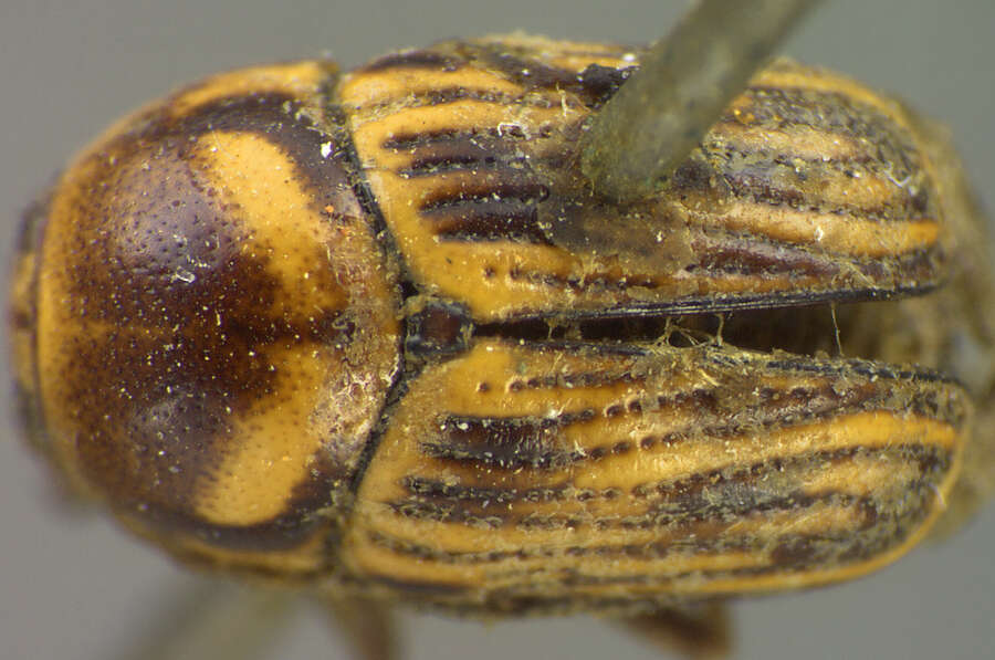 Image of Cryptocephalus spurcus J. L. Le Conte 1858