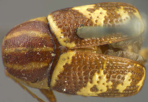 Image of Cryptocephalus leucomelas vitticollis J. L. Le Conte 1880