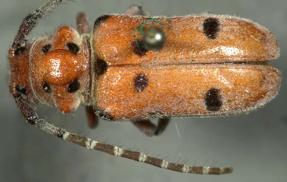 Image of Red-femured Milkweed Borer